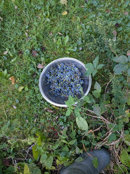 Wild grape harvest
