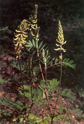 Astragalus canadensis