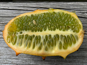 Cucumis metuliferus