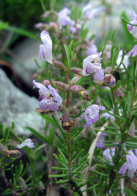 Conradina verticillata