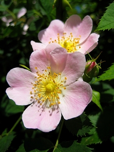 Dog Rose