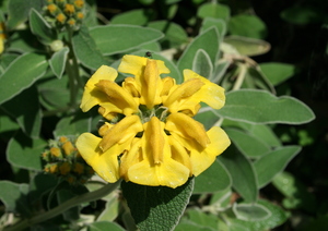 Jerusalem Sage