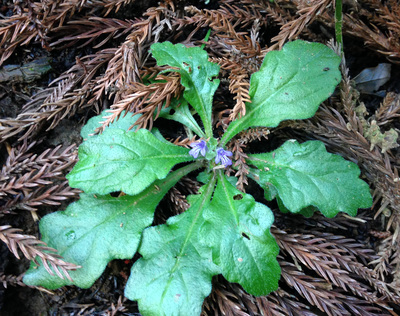 Ajuga decumbens