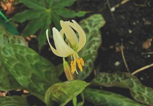 Pale Fawn Lily