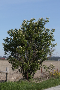 Red Elder