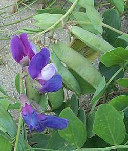 Lathyrus japonicus