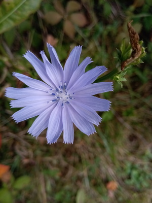 Chicory bloom, September in upstate NY.