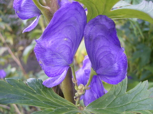 Japanese Aconite