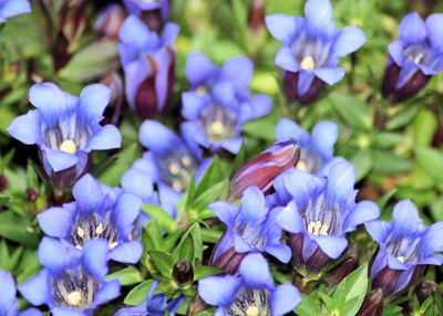 Gentiana scabra