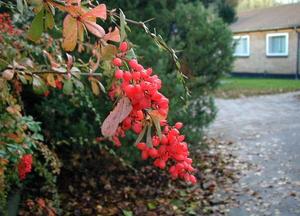 Salmon Barberry