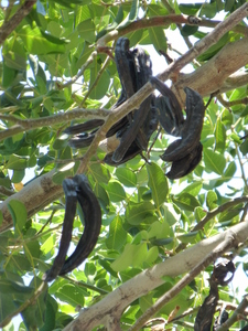 Carob