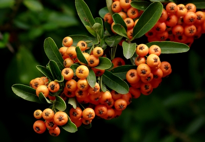 Pyracantha angustifolia