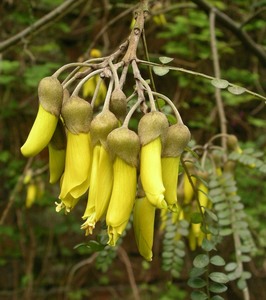 Kowhai