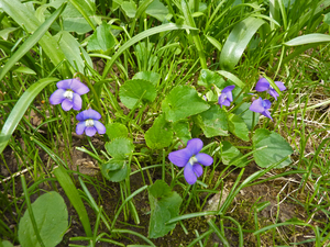 Wooly Blue Violet