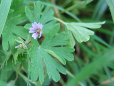 Geranium pusillum