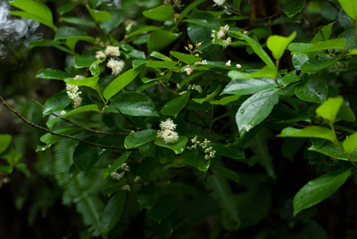 Symplocos paniculata