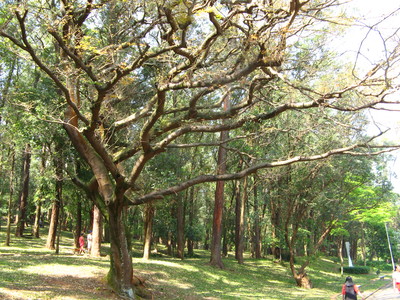 Copaifera langsdorffii