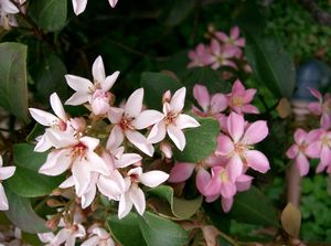 Japanese Hawthorn