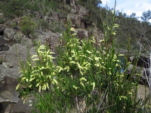 Narrow-Leaf Wattle