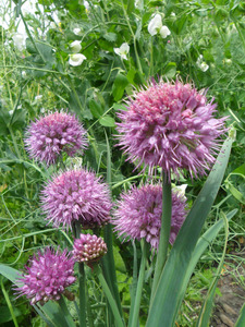 Allium carolinianum