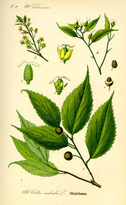 Celtis australis