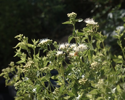 Ageratina herbacea