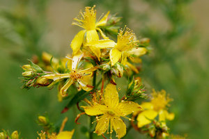 St John's Wort