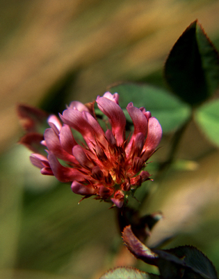 Trifolium variegatum