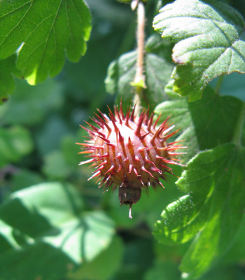 Ribes cynosbati