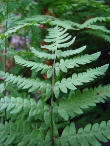 Marsh Fern