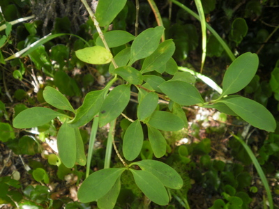 Coprosma foetidissima