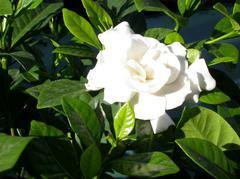 Cape Jasmine