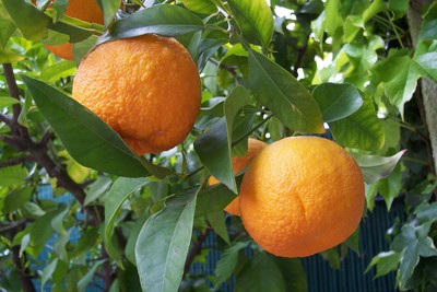 Citrus aurantium