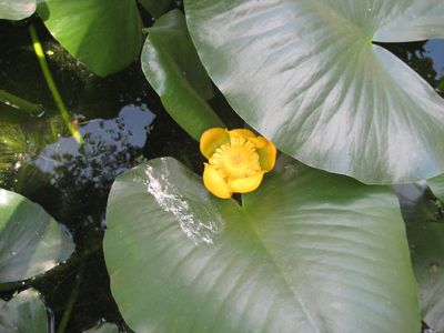 Nuphar advena