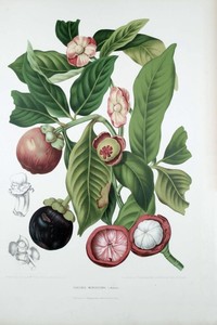 Mangosteen