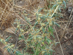 Spiny Cocklebur