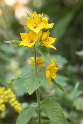 Lysimachia punctata