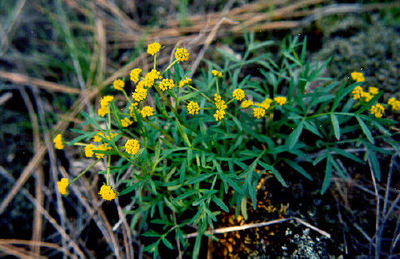 Lomatium cous