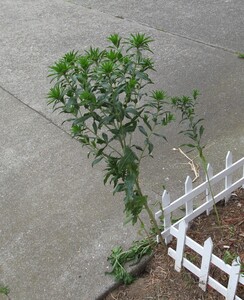 Safflower (Carthamus tinctorius) from some birdseed I tossed out to grow "green mulch".  Some sort of gopher has eaten almost all of them, but this muscular and multi-crowned beastie has been left alone, so far...