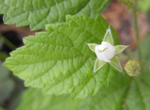 Whitebark Raspberry