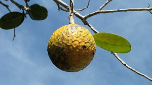 Beach Sugar Apple