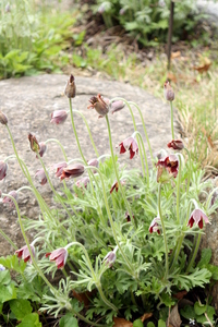 Korean Pasque Flower