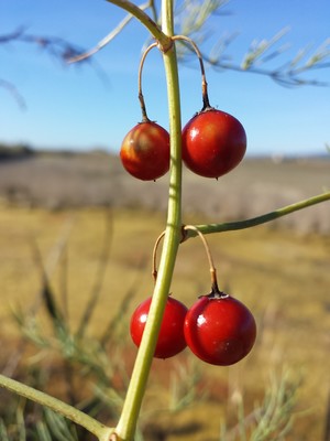 Asparagus maritimus