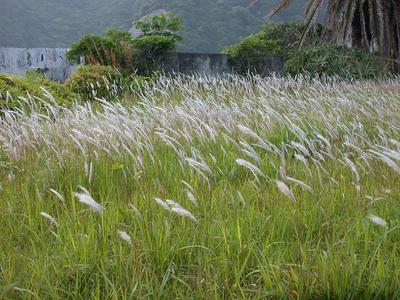 Imperata cylindrica