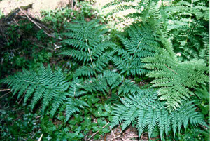 Spiny Wood Fern