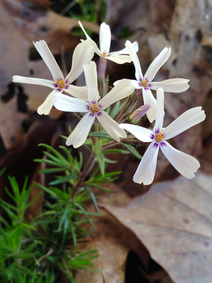 Phlox subulata