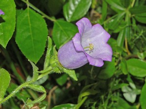 Canterbury Bells