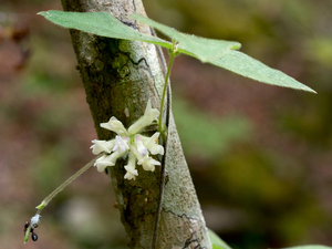 Hog Peanut