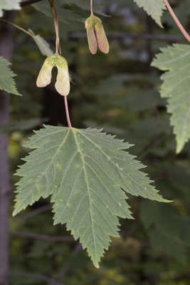 Acer glabrum