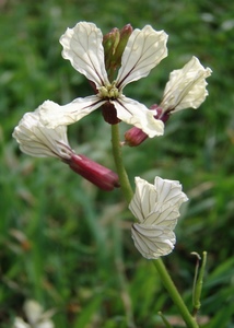 Wild Radish